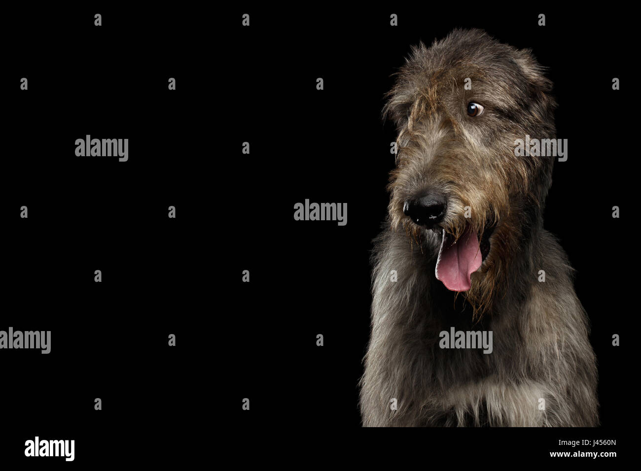 Portrait of Irish Wolfhound Dog Looking at side on Isolated Black Background, profile view Stock Photo