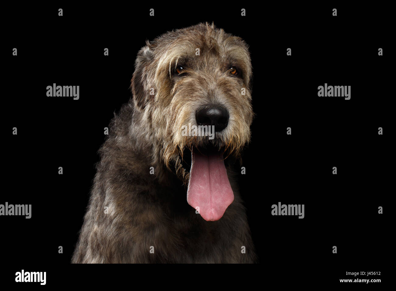 Portrait of Irish Wolfhound Dog with tongue on Isolated Black Background, front view Stock Photo