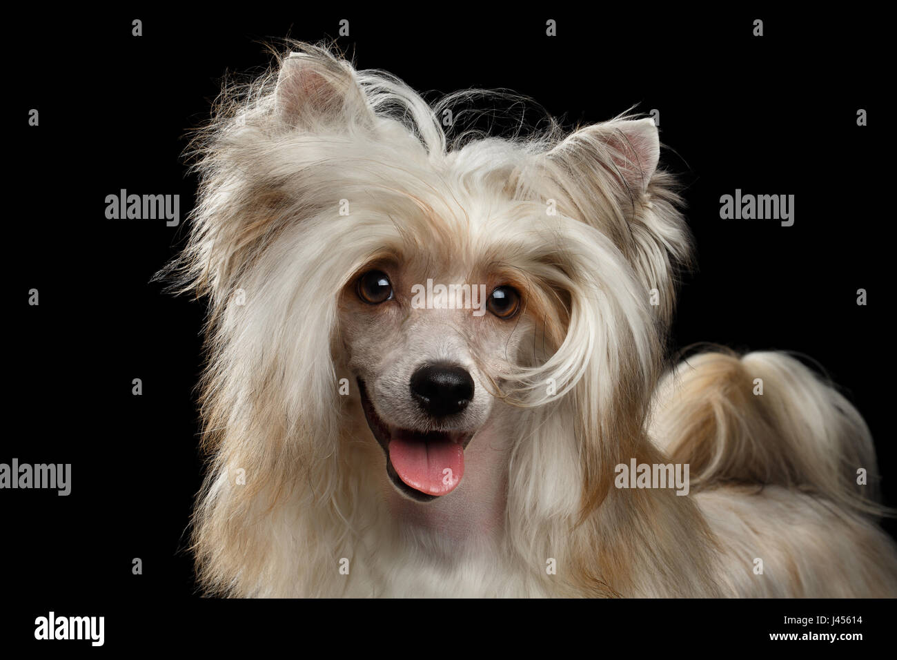 Portrait of Sweet Chinese Crested Dog on Isolated Black Background, front view Stock Photo