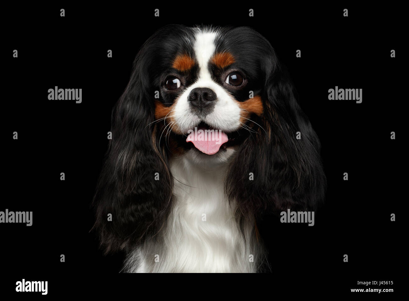 Cavalier King Charles Spaniel Black High Resolution Stock Photography and