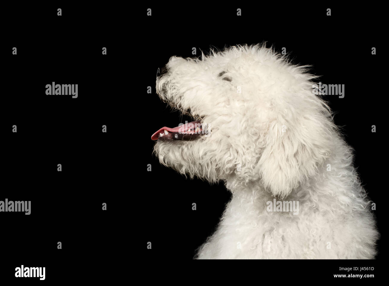 Portrait of Komondor Dog, Hungarian Shepherd on Isolated Black Background, profile view Stock Photo