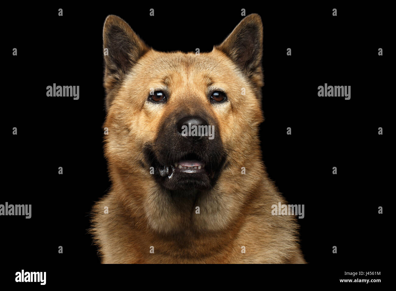 Chow inu sales