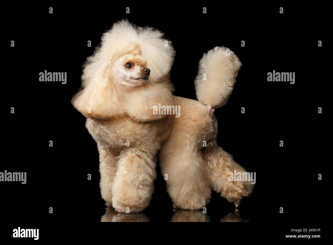 Groomed Red Mini Poodle Dog Standing and turn back on Isolated Black Background, side view Stock Photo