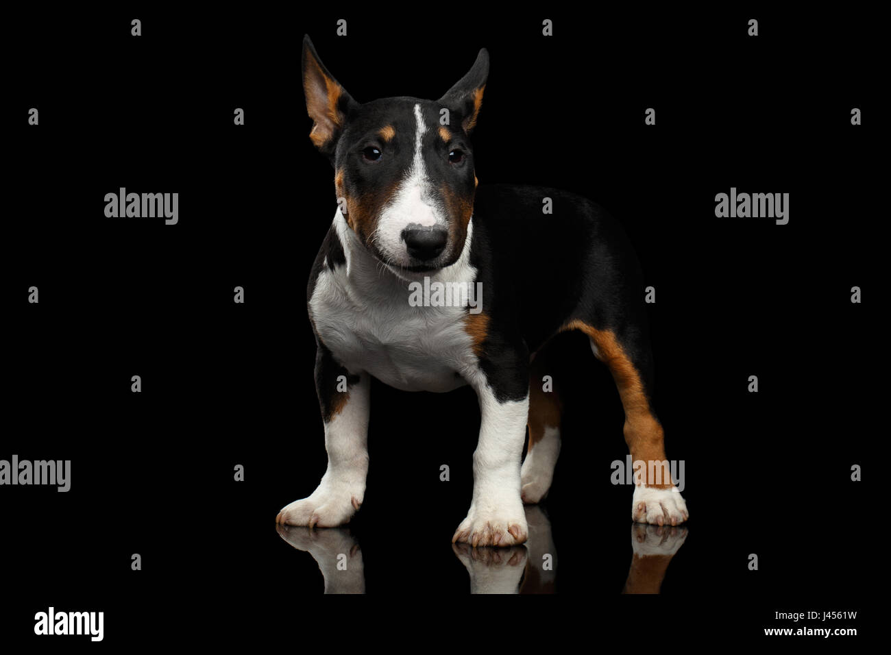 Mini bull terrier hi-res stock photography and images - Alamy
