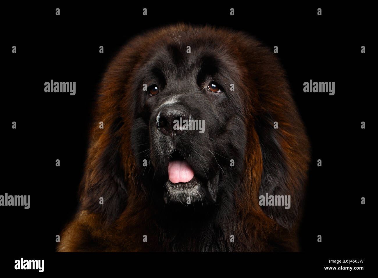 Portrait of Tibetan Mastiff Stock Photo