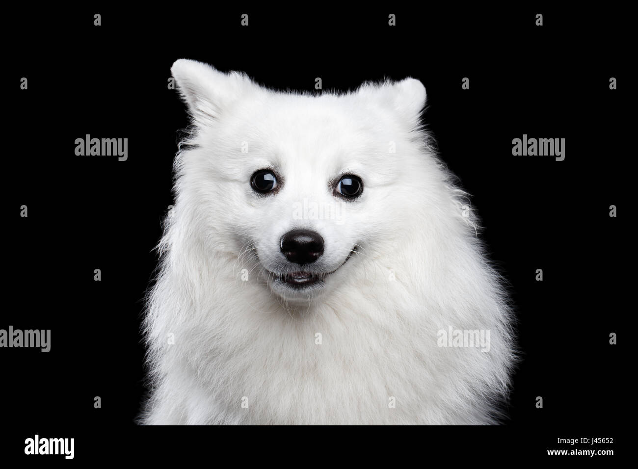 White Japanese Spitz Stock Photo Alamy White Japanese Spitz Stock Photo Alamy