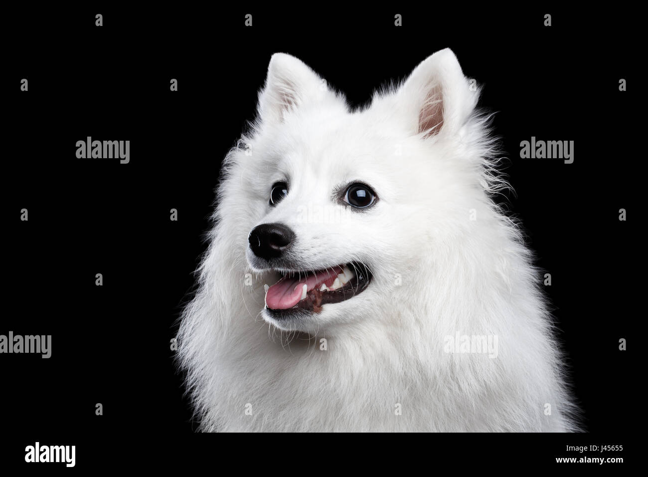 White Japanese Spitz Stock Photo Alamy