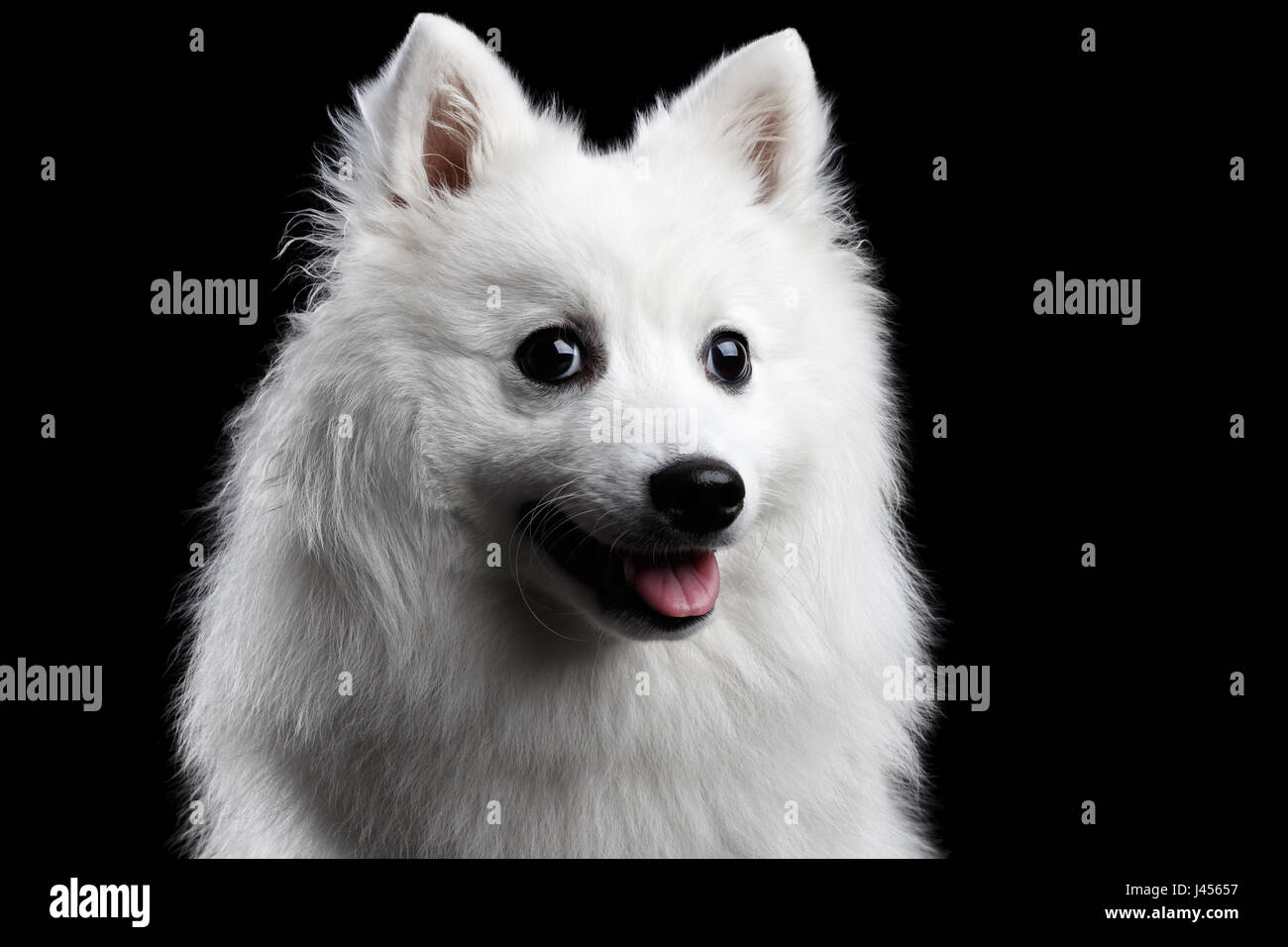 Japanese Spitz Puppy High Resolution Stock Photography And Images Alamy