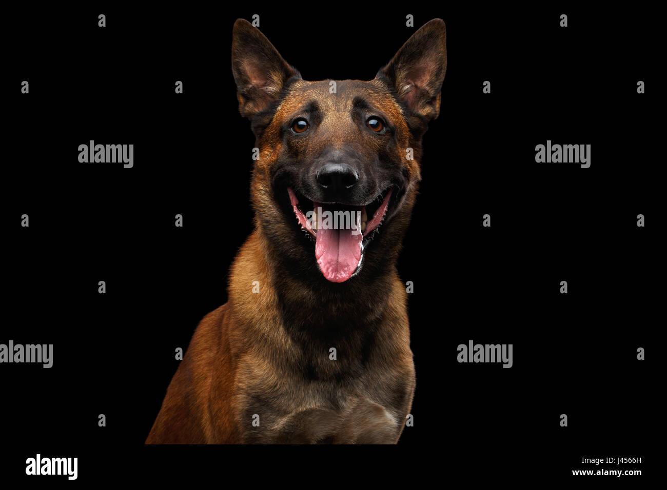 Belgian Shepherd Dog malinois Stock Photo