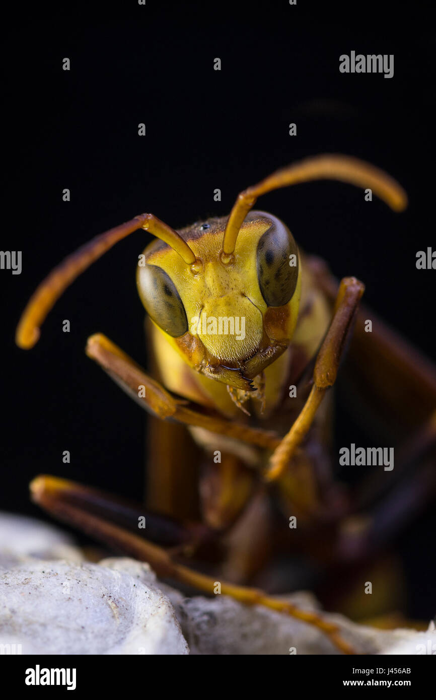 Paper Wasp Portrait - Florida, USA Stock Photo