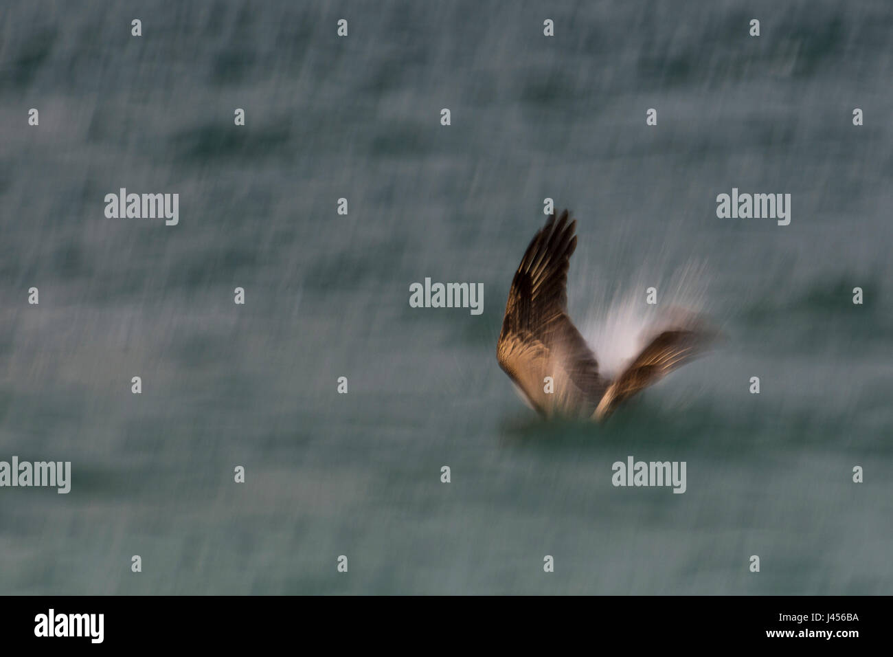 Brown Pelican Diving - Bean Point, Anna Maria Island, Florida, USA Stock Photo