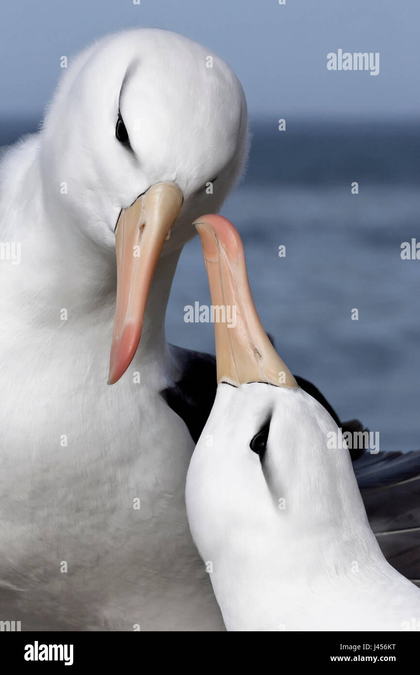 Black-browed Albatross - Thalassarche melanophris - courtship display Stock Photo