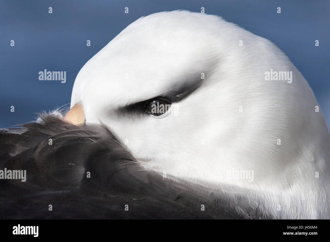 Black-browed Albatross - Thalassarche melanophris Stock Photo
