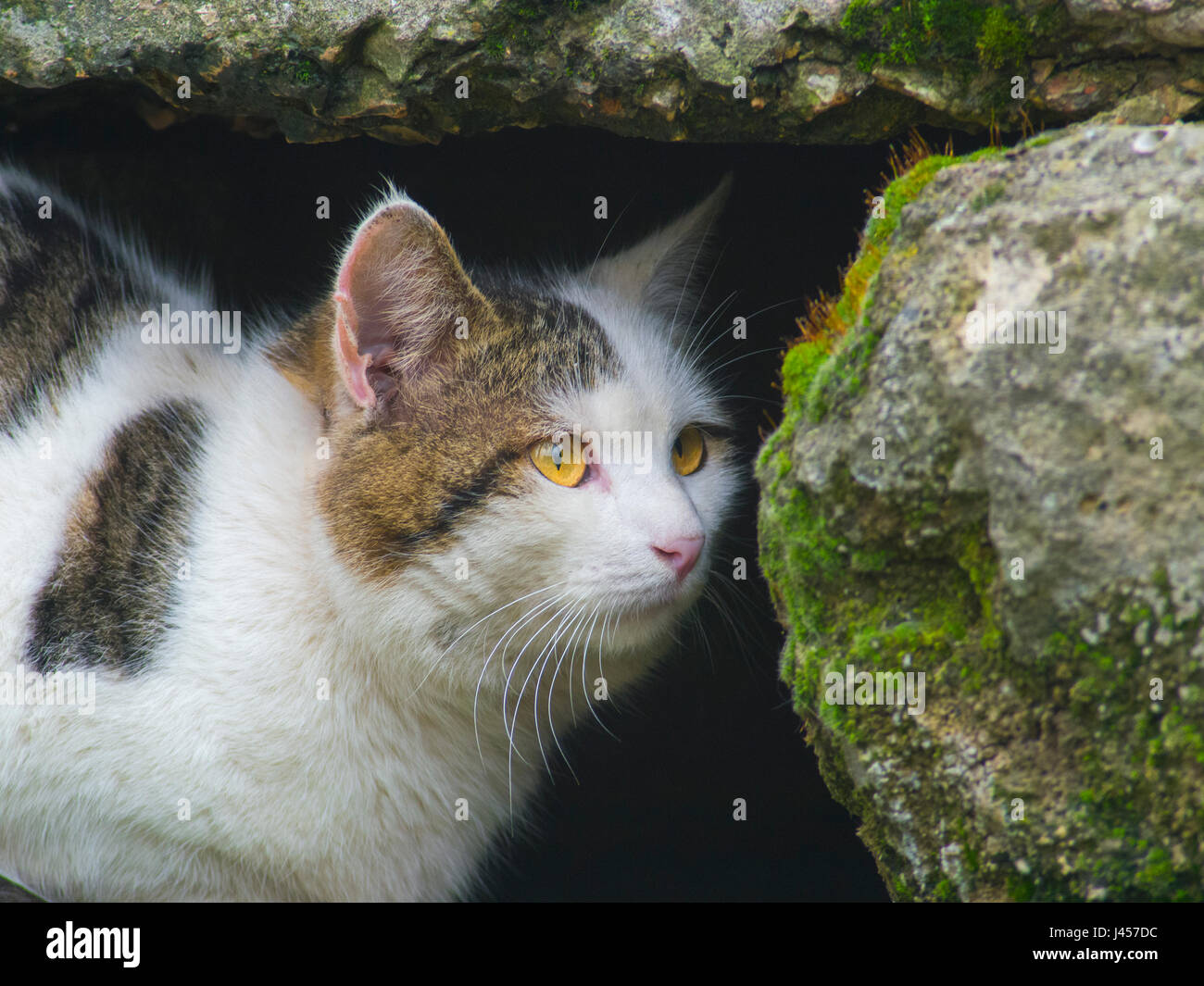 A cunning cat hides among the stones close up Stock Photo