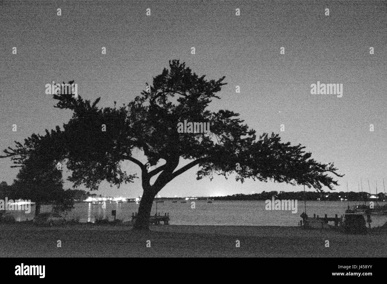 A grainy black and white photo of a live oak tree at White Rock Lake, silhouetted by the glow of downtown Dallas at night Stock Photo