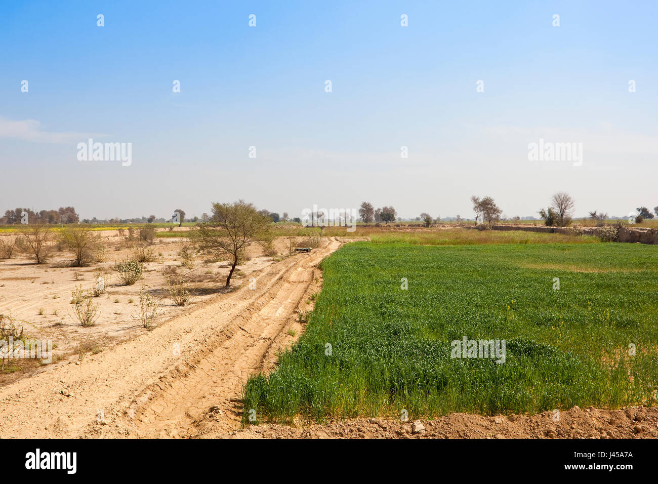 Arid Rajasthan landscape with wheat and mustard fields amongst sandy scrub with acacia trees under a blue sky in springtime Stock Photo