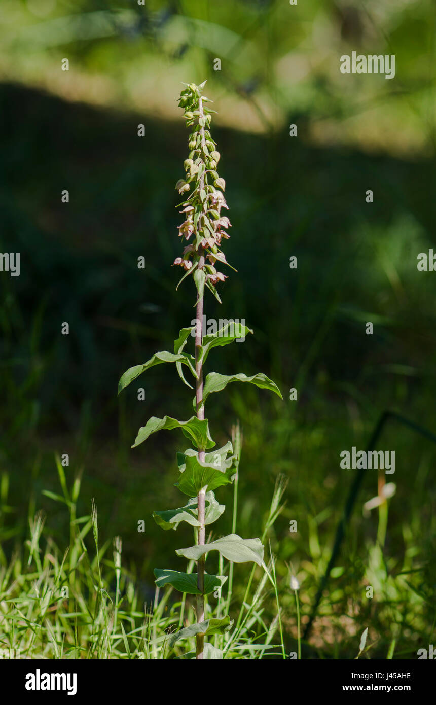 Broad-leaved Helleborine subsp. Epipactis tremolsii, wild orchid, Andalusia, Spain Stock Photo