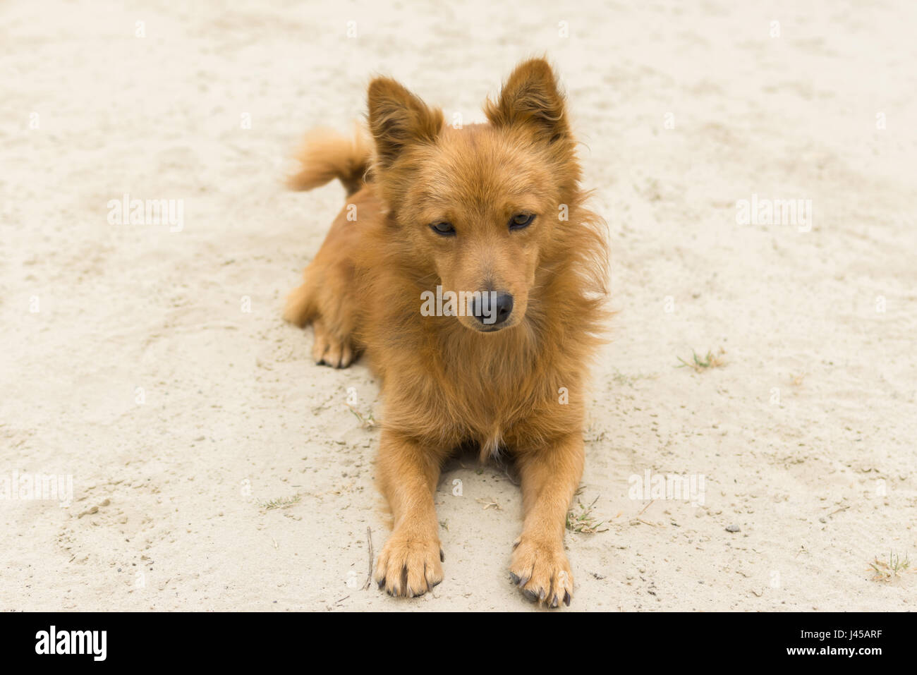 Portrait of cute mixed breed dog lying on a sandy surface with no interest Stock Photo