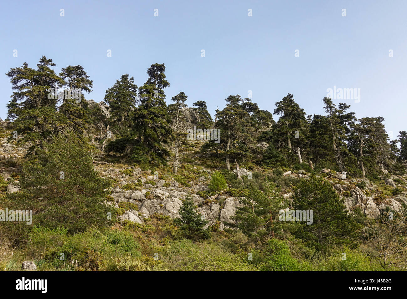 Spanish fir, Abies pinsapo in natural park Sierra de las Nieves , Andalusia, Spain Stock Photo