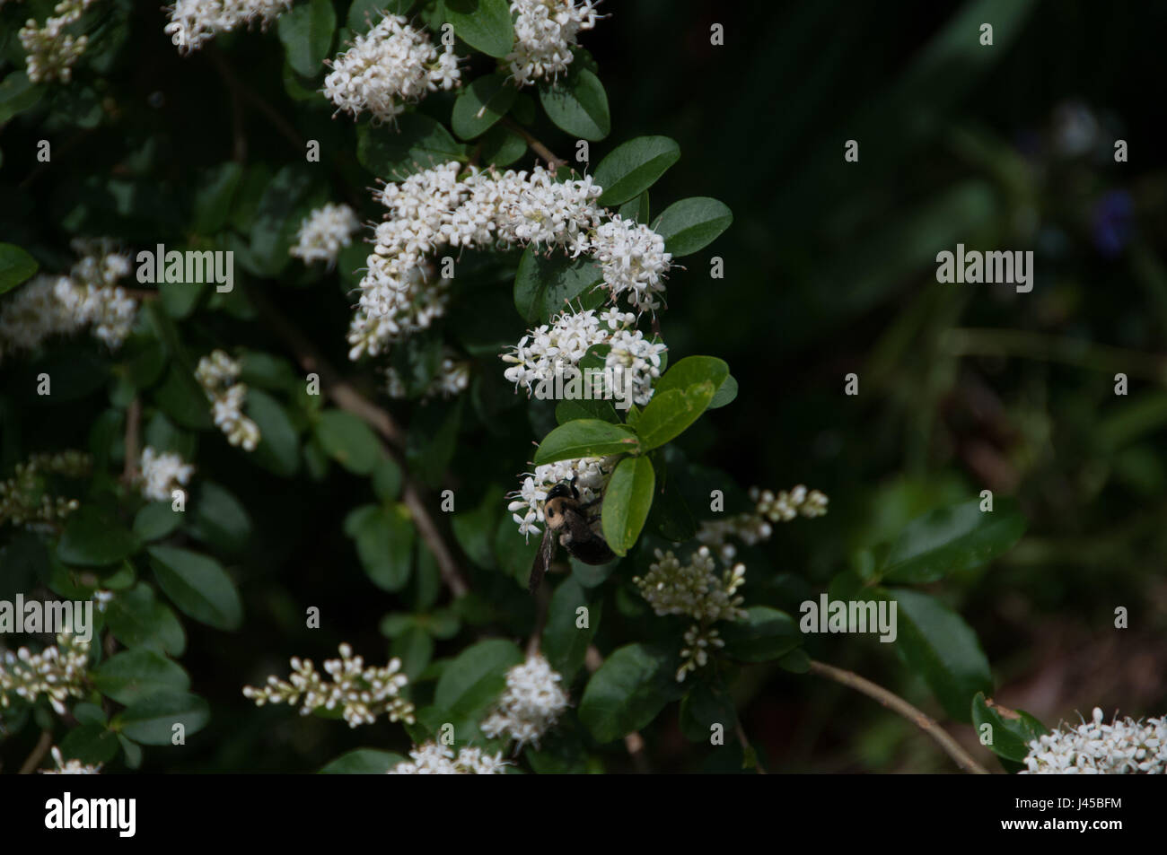 Bee and grass hi-res stock photography and images - Alamy