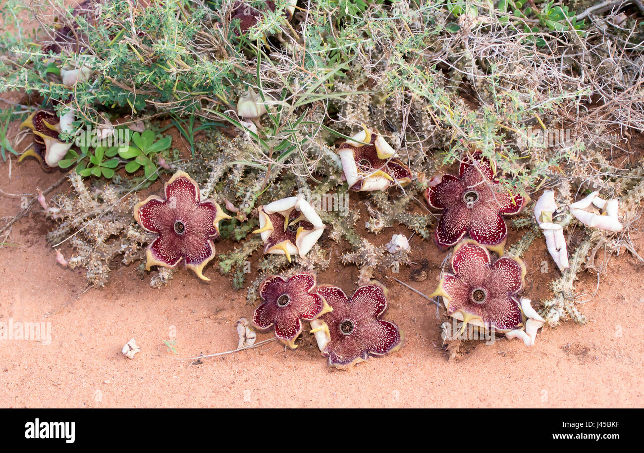 Persian Carpet (Edithcolea grandis) Flowering in Dry Habitat in Western Tanzania Stock Photo