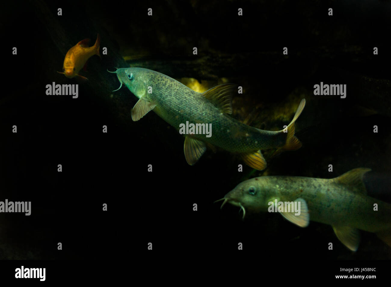 Barbel fish underwater on a black back ground Stock Photo