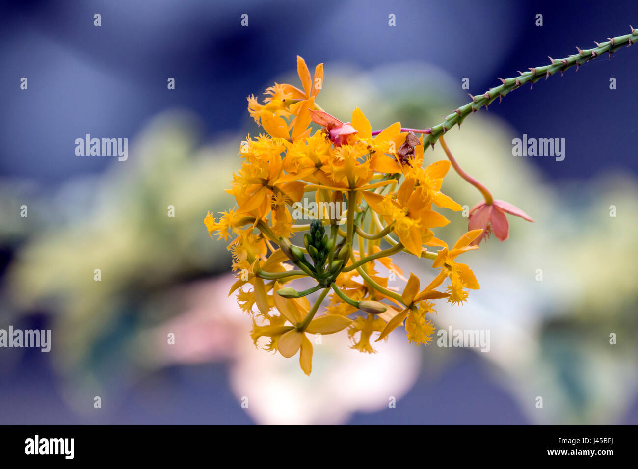 Close up of stem and orange epidendrum orchid flower against blurred bokeh background Stock Photo