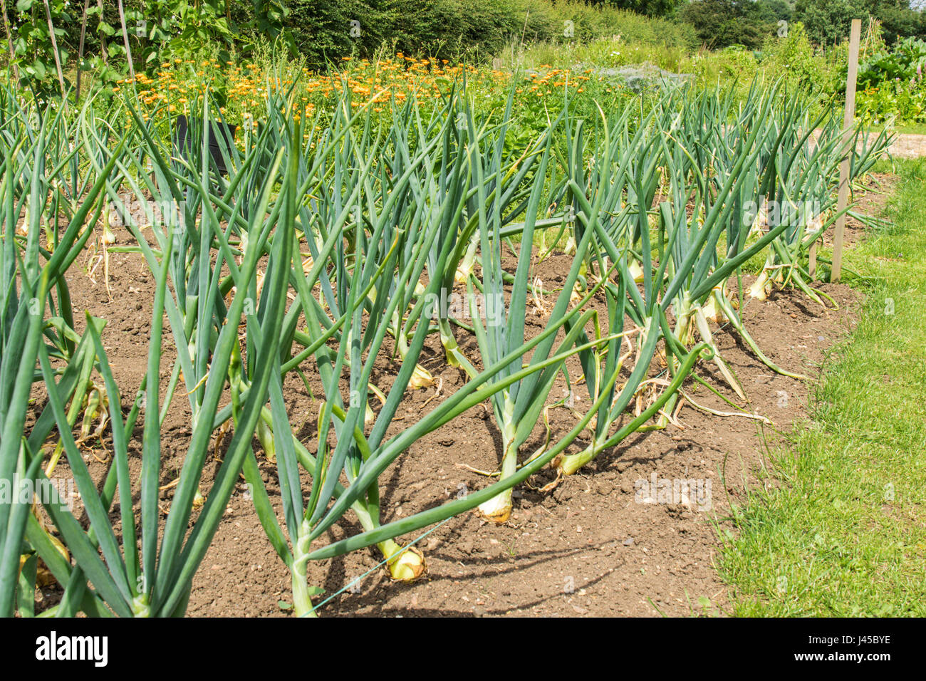Onions growing in a row in a vegetable bed Stock Photo