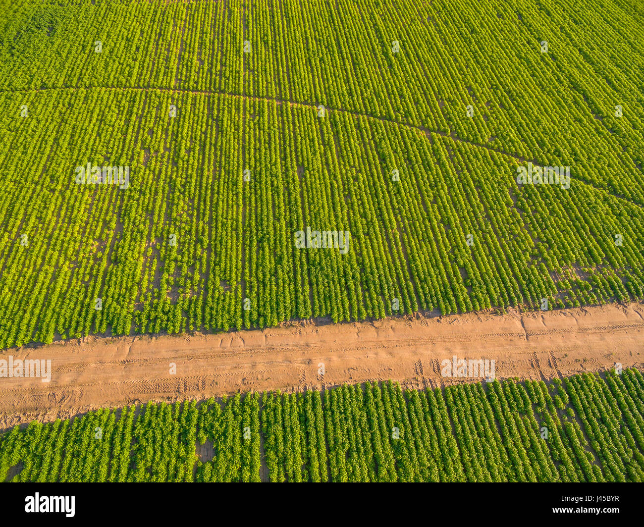 A sugar bean crop seen on a commercial farm in Zimbabwe Stock Photo Alamy