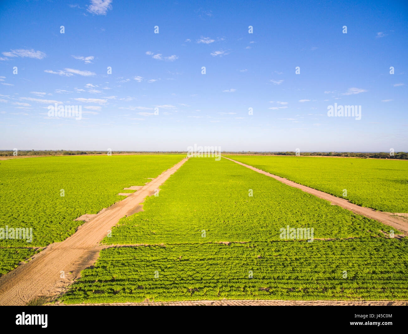 A sugar bean crop seen on a commercial farm in Zimbabwe Stock Photo Alamy