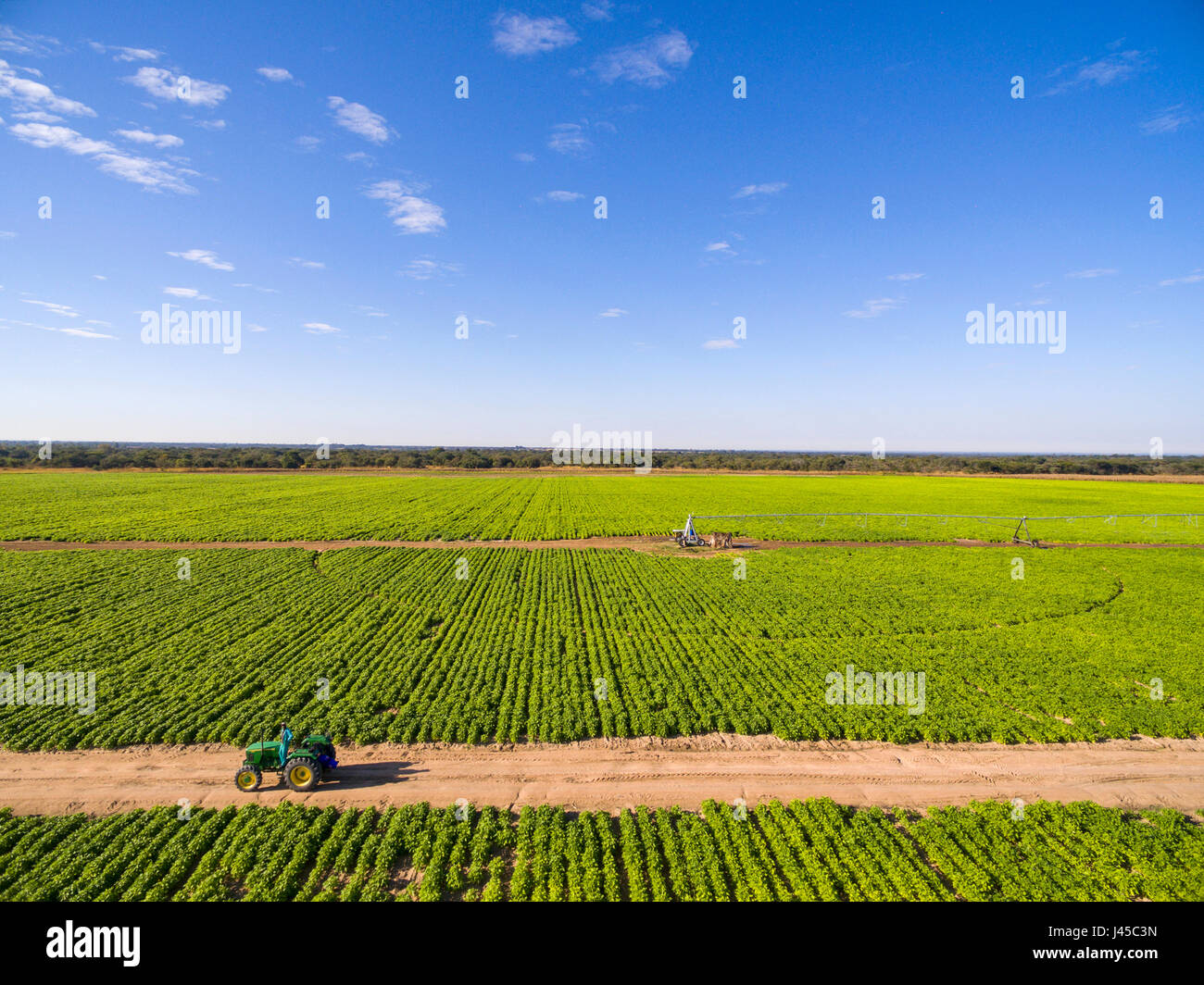 A commercial sugar bean crop in Zimbabwe Stock Photo Alamy