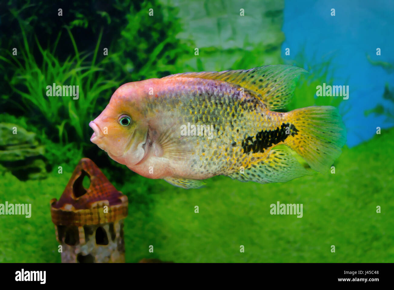 image of a beautiful aquarium fish Cichlasoma synspilumn Stock Photo