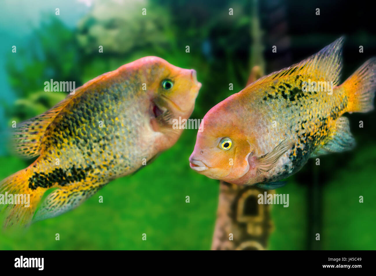 mage of a beautiful aquarium fish Cichlasoma synspilumn Stock Photo
