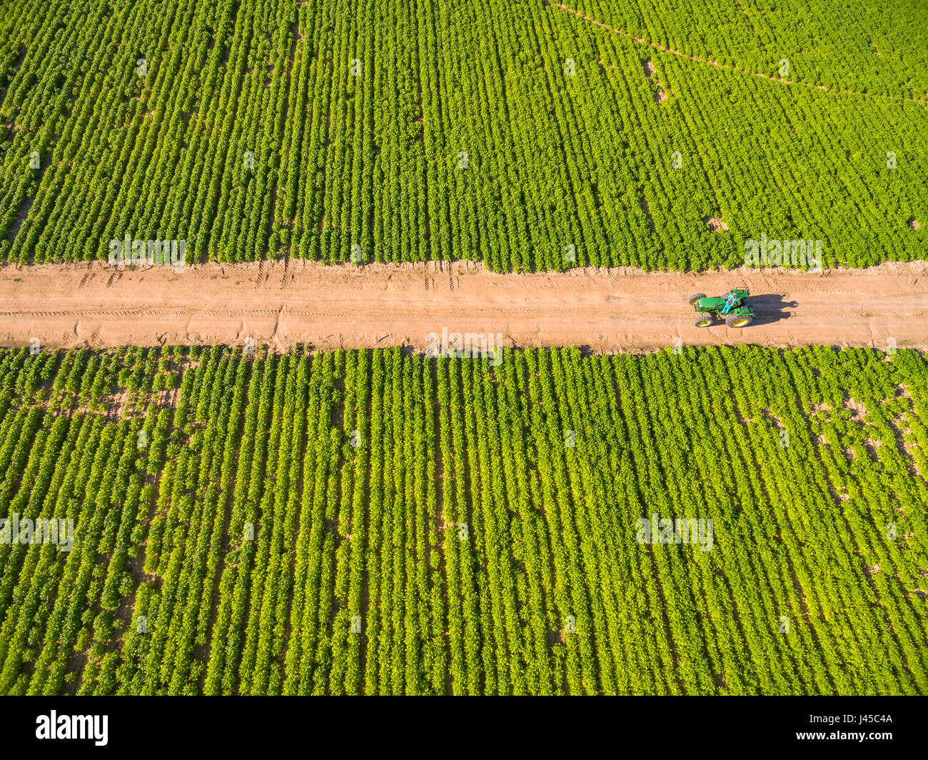 A commercial sugar bean crop in Zimbabwe Stock Photo Alamy