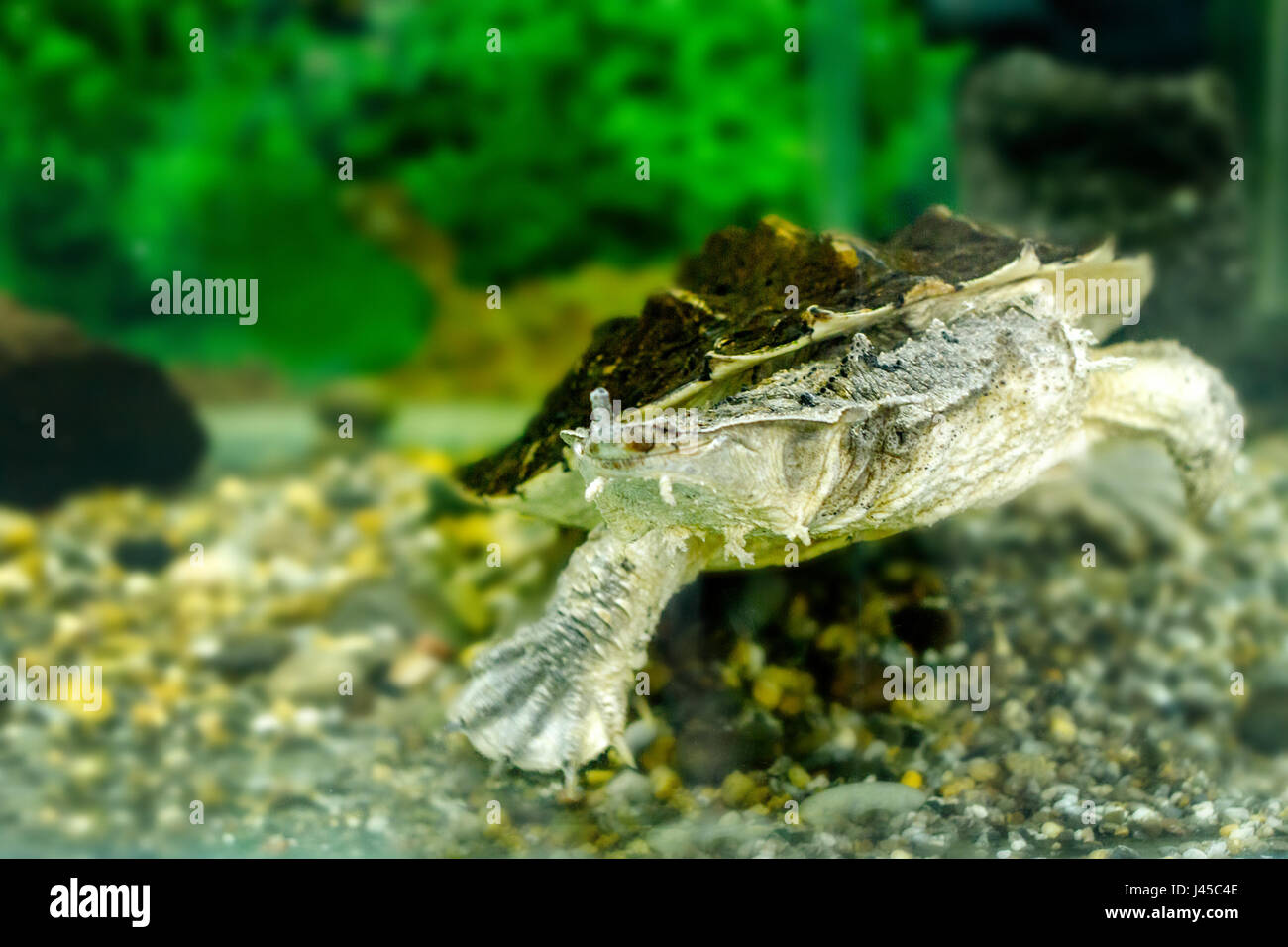 a Image of freshwater exotic turtles Matamata Stock Photo