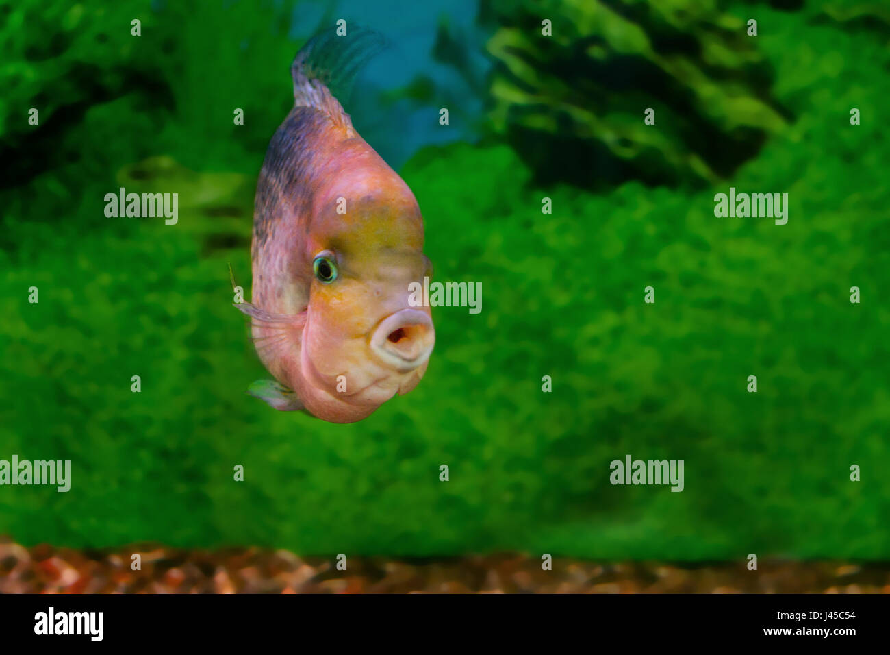 image of a beautiful aquarium fish Cichlasoma synspilum Stock Photo