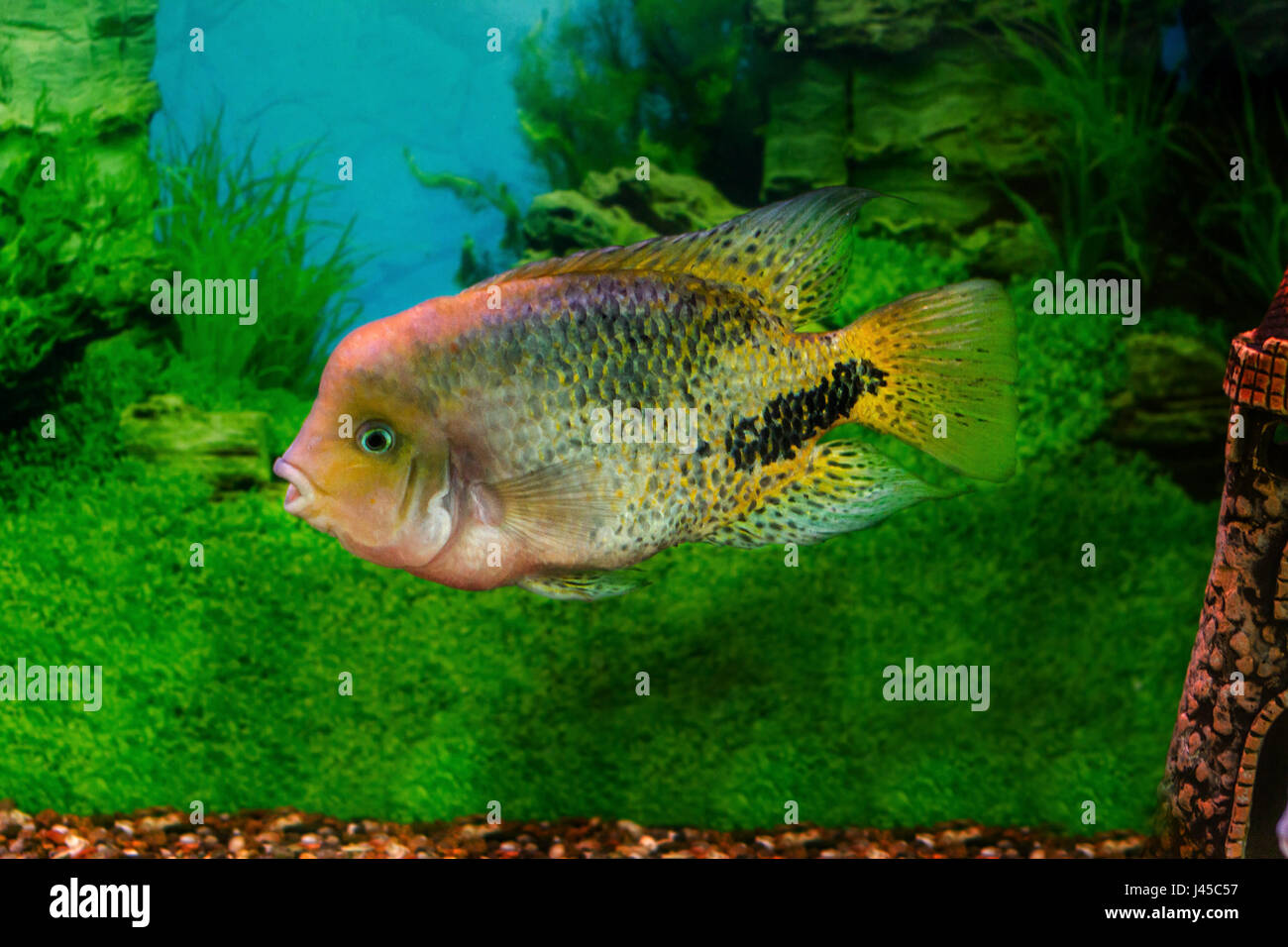 mage of a beautiful aquarium fish Cichlasoma synspilumn Stock Photo