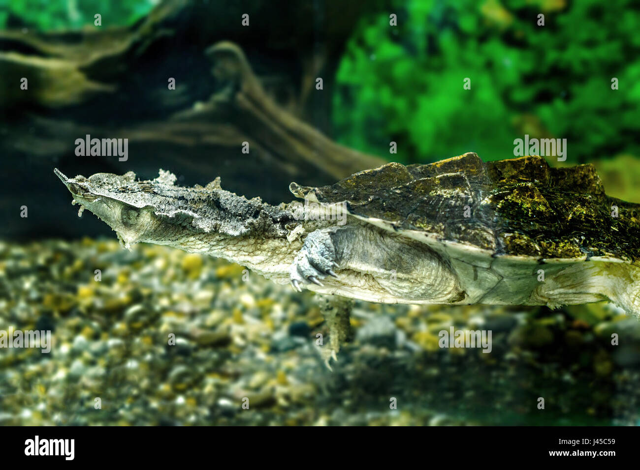 Image of freshwater exotic turtles Matamata Stock Photo