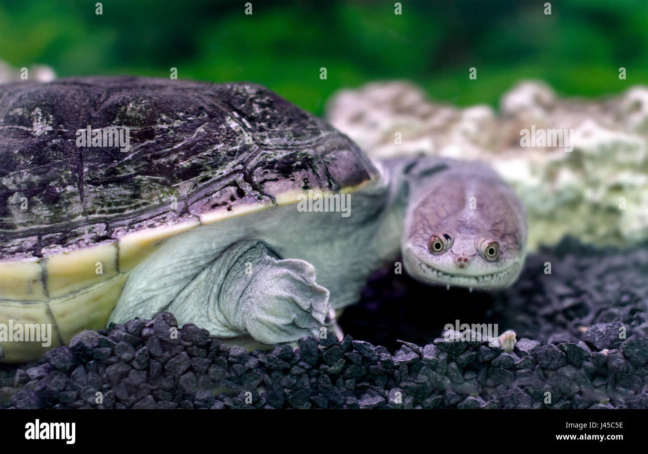 Image amphibian exotic animal Chelidae in water Stock Photo