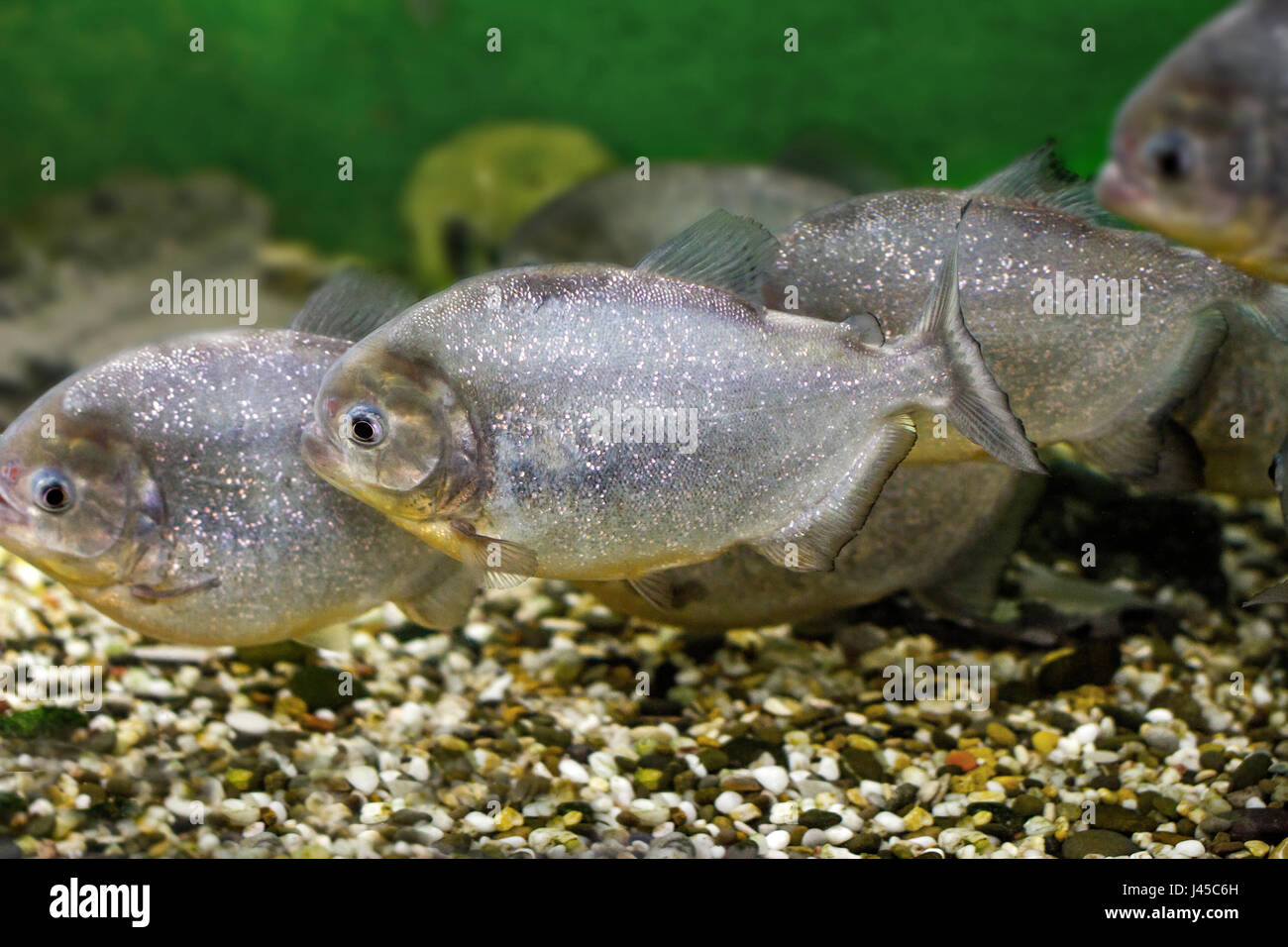 image of a beautiful aquarium fish piranhas Stock Photo