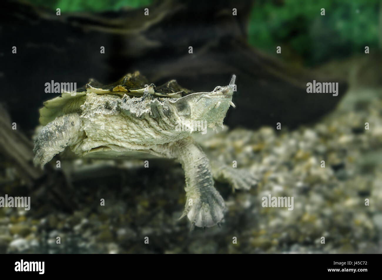 Image of freshwater exotic turtles Matamatac Stock Photo