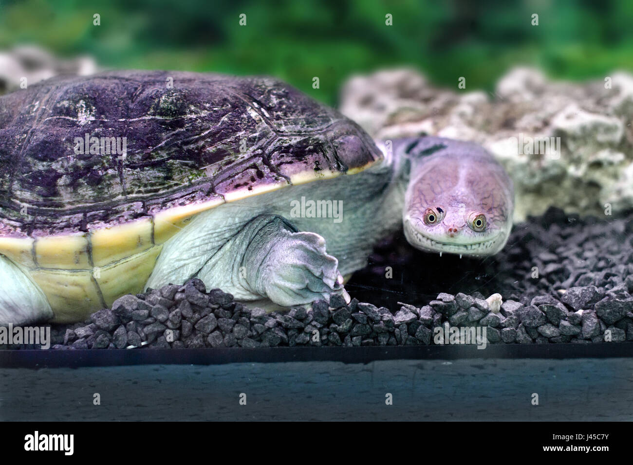 Image amphibian exotic animal Chelidae in water Stock Photo