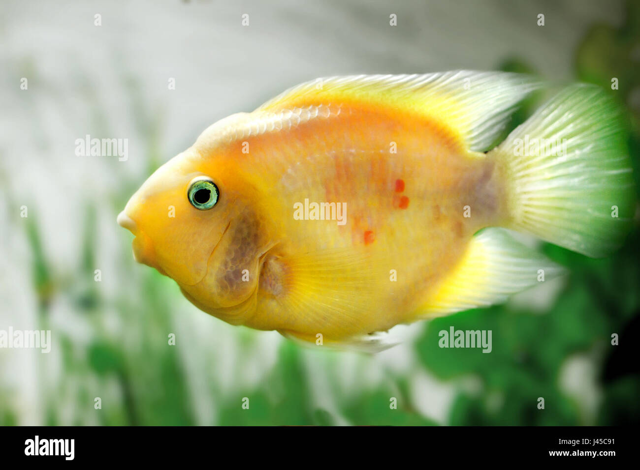 image of a beautiful aquarium fish Amphilophus citrinellus Stock Photo