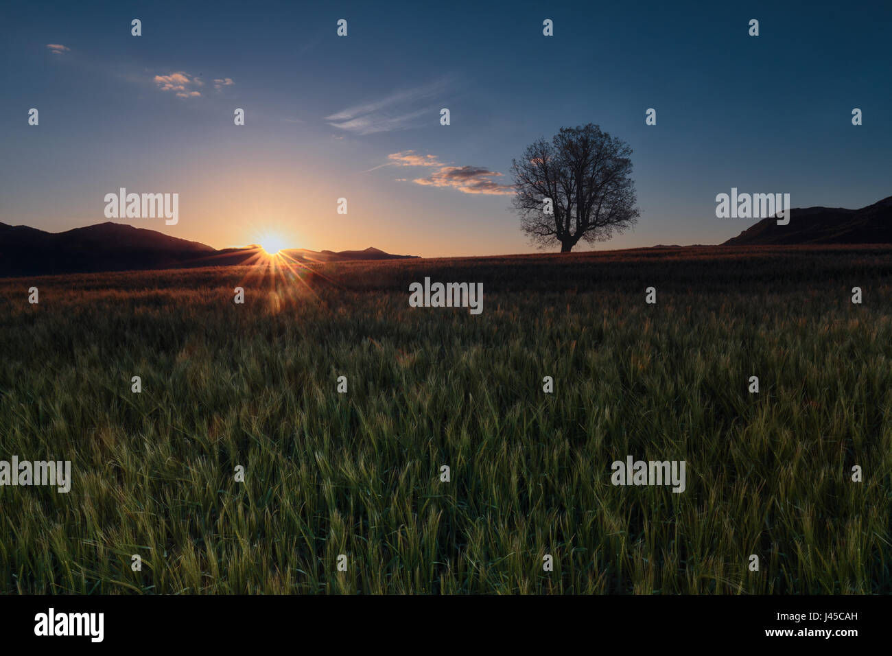 Green barley field ans a lonely oak at sunrise Stock Photo