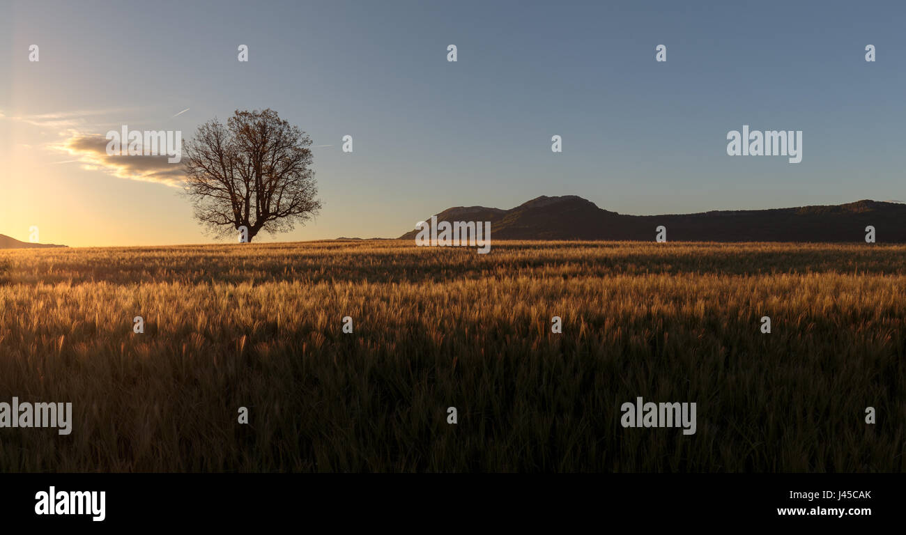 Green barley field ans a lonely oak at sunrise Stock Photo