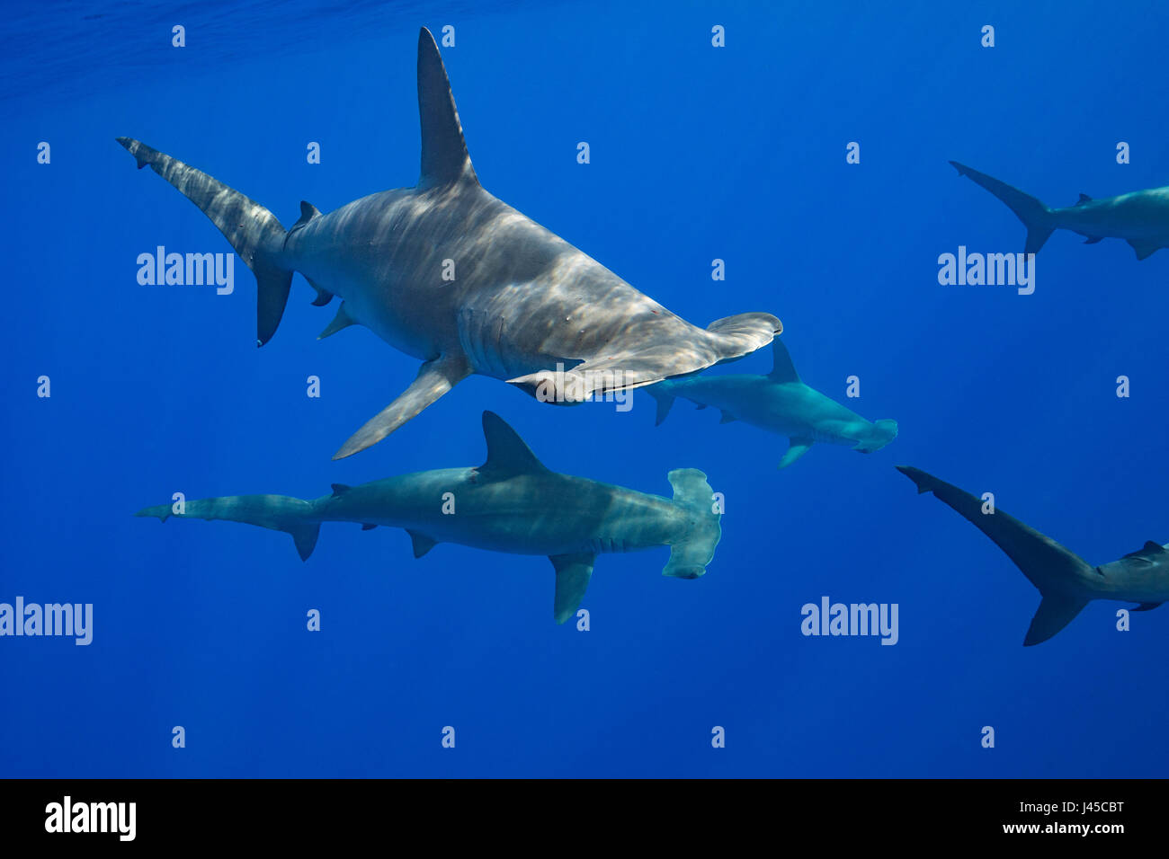 schooling female scalloped hammerhead sharks, Sphyrna lewini, off Red Hill, South Kona, Big Island, Hawaii, USA ( Central Pacific Ocean ) Stock Photo