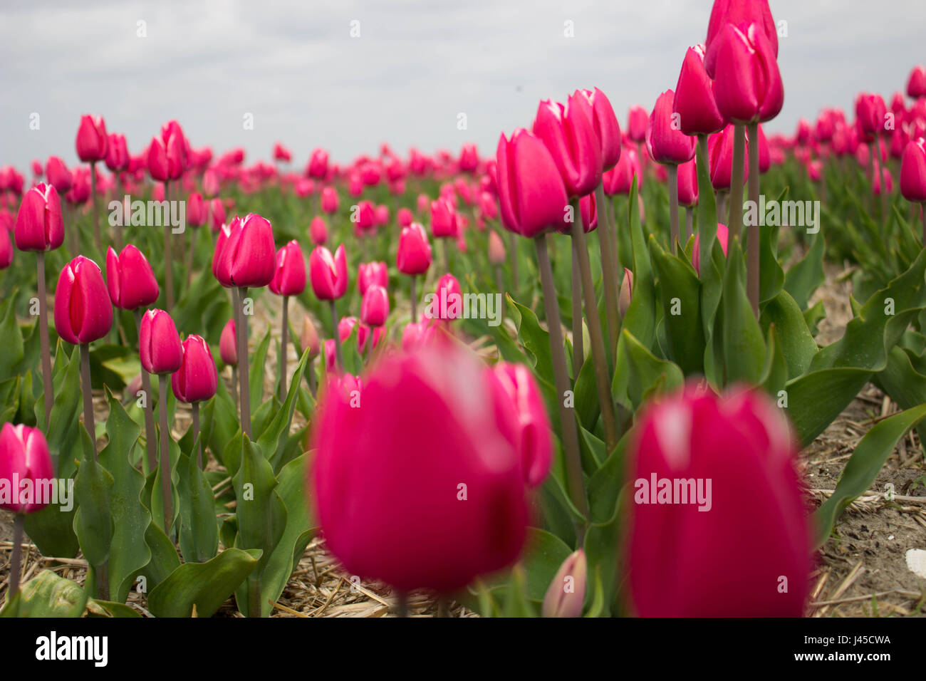 Huge colourful tulip field Stock Photo