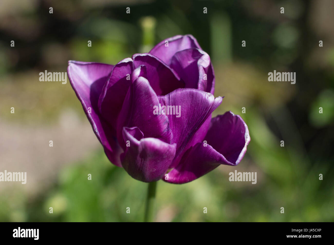 Purple tulip in spring with soft bokeh Stock Photo