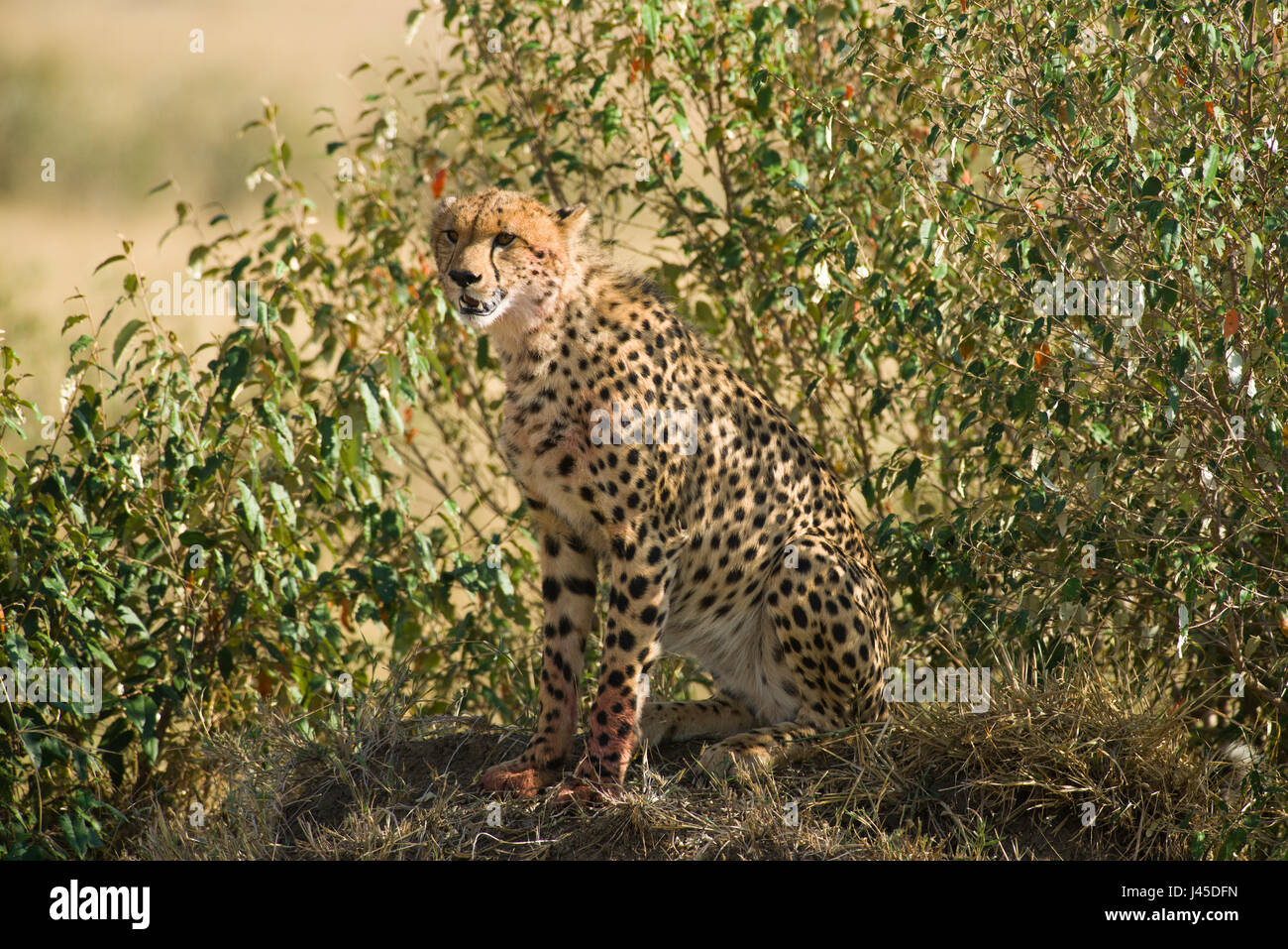 Cheetah (Acinonyx jubatus) Sitting on Mound, Maasai Mara, Kenya Stock Photo