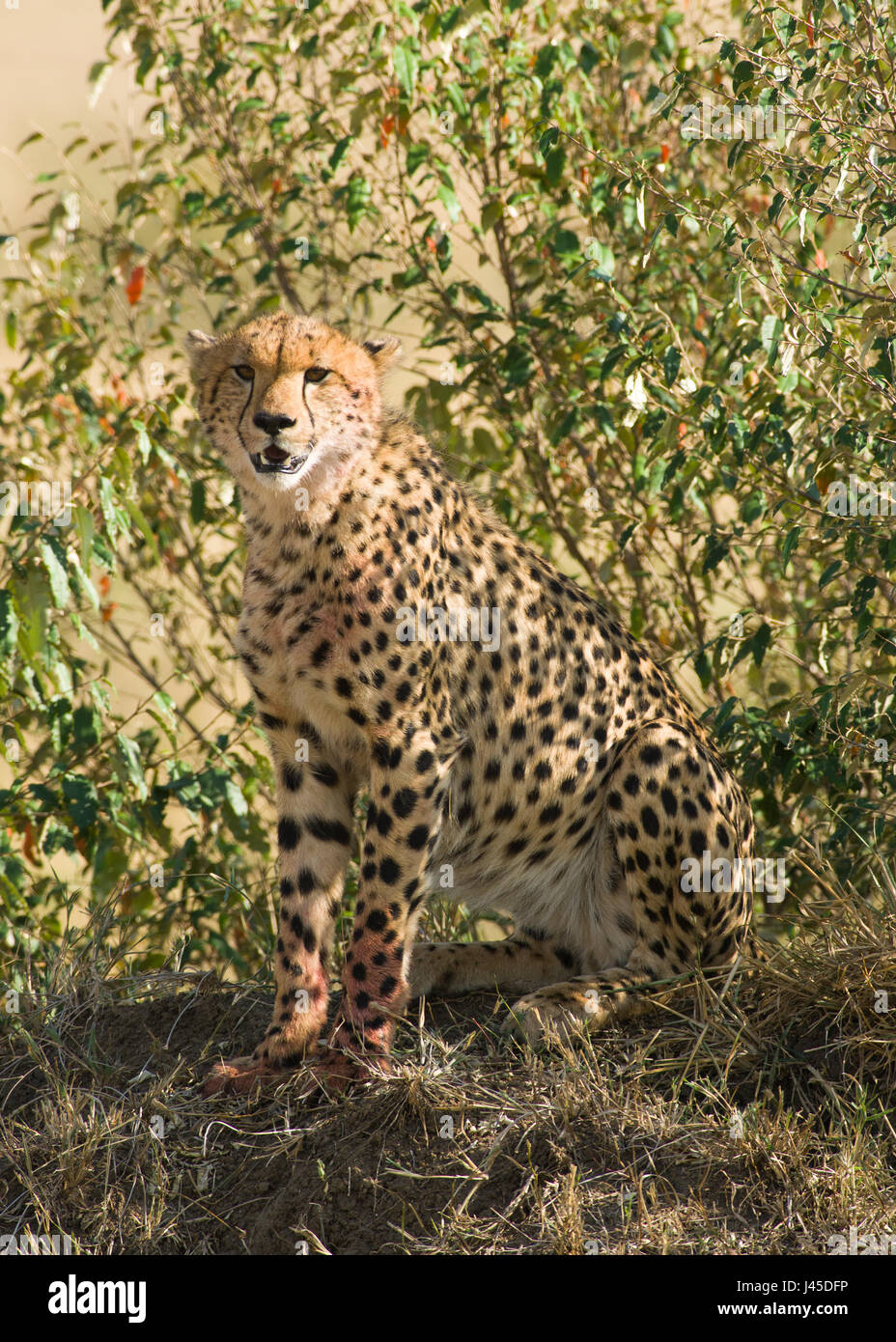 Cheetah (Acinonyx jubatus) Sitting on Mound, Maasai Mara, Kenya Stock Photo